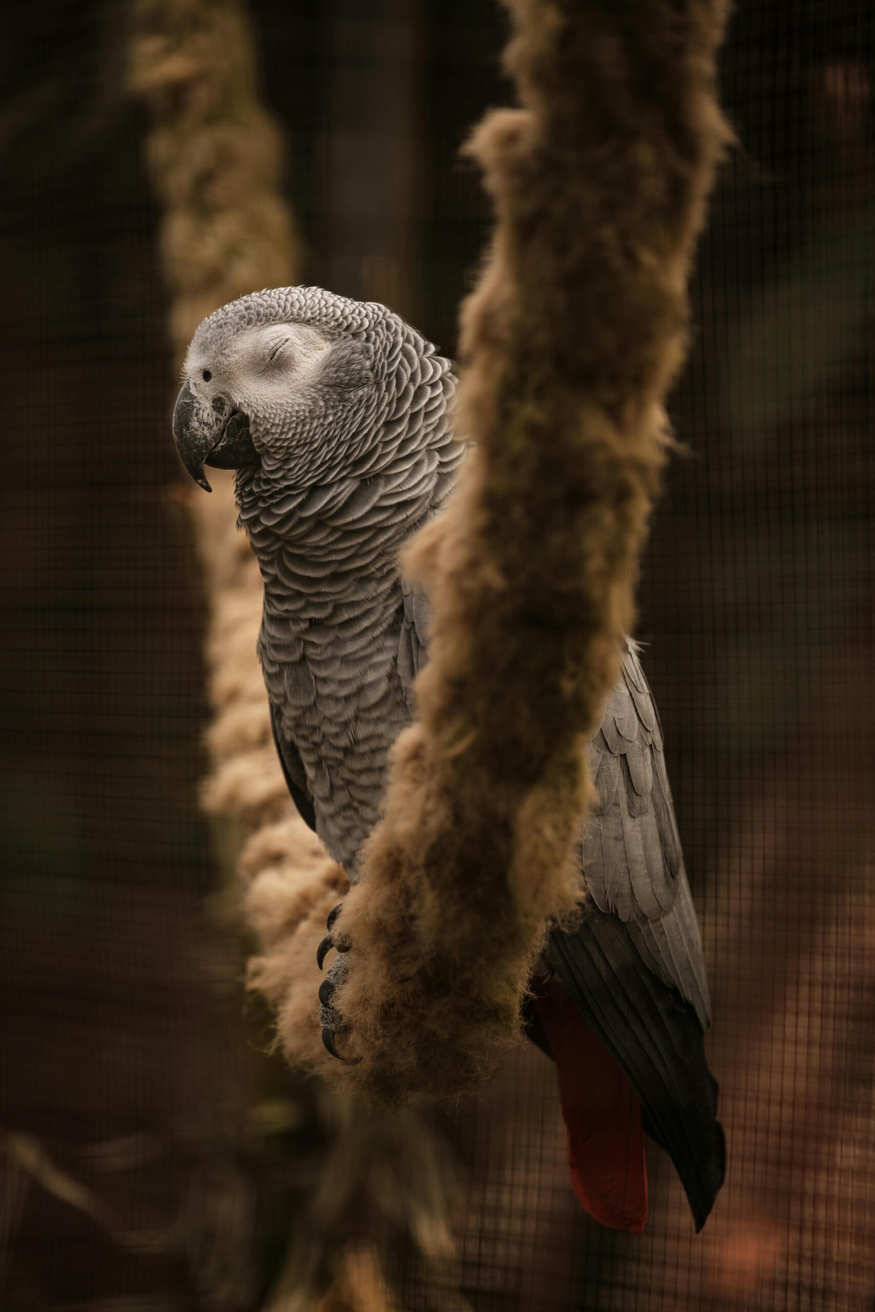 Loro